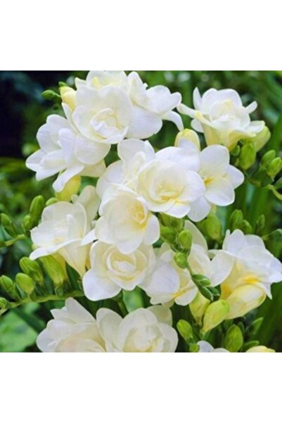 Garden Botanik 50 Adet Double White Frezya Kokulu