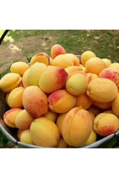 Bitki Dizayn Tüplü Şeker Gibi Tatlı Iğdır Şalağı (apricos) Kayısı Fidanı