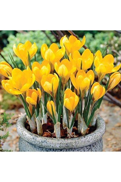 Bitki Dizayn Kır Çiçeği Golden Yellow Sarı Çiğdem Soğanı-5 Adet