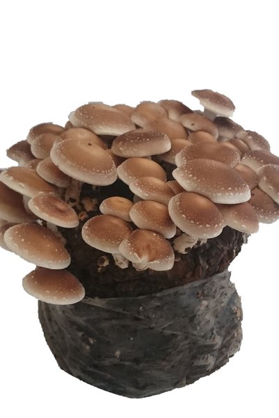tohumcu kikizade Shitake Mantarı Deneme Kiti
