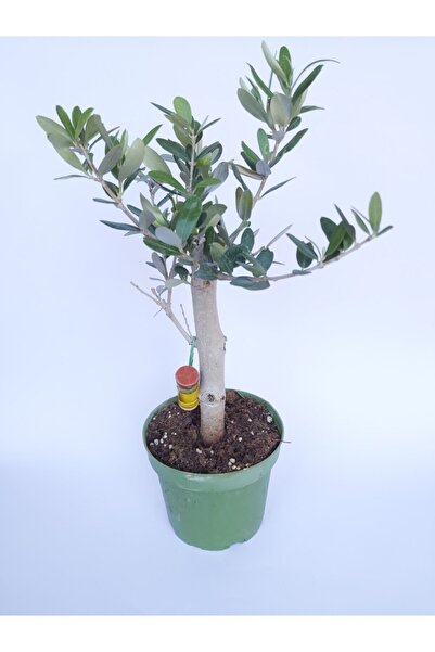 Genel Markalar Zeytin Bonsai Ağacı