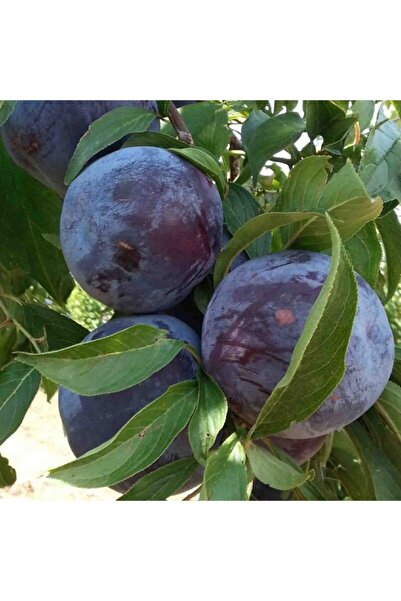 Bitki Dizayn Tüplü Yarı Bodur Black Star Siyah Japon Erik Fidanı