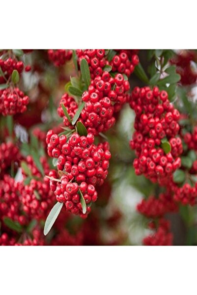 Bitki Dizayn Tüplü Her Daim Yeşil Kalan Ateş Dikeni Fidanı