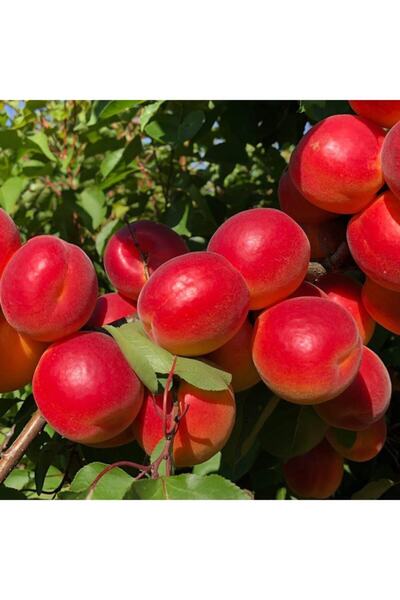 Bitki Dizayn Tüplü Özel Çeşit Kırmızı Tropikal Kayısı Fidanı