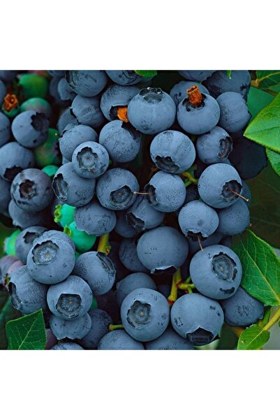 Bitki Dizayn Tüplü Çok Verimli Blueberry Brigitta Yaban Mersini Fidanı