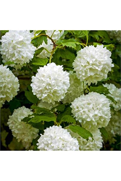 Bitki Dizayn Tüplü Gösterişli Beyaz Çiçekli Kartopu Fidanı