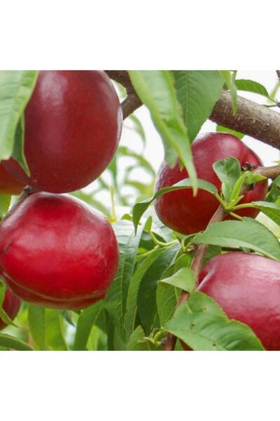 Tüplü Yarı Bodur Çok Verimli Caldesi 2000 Nektarin Fidanı
