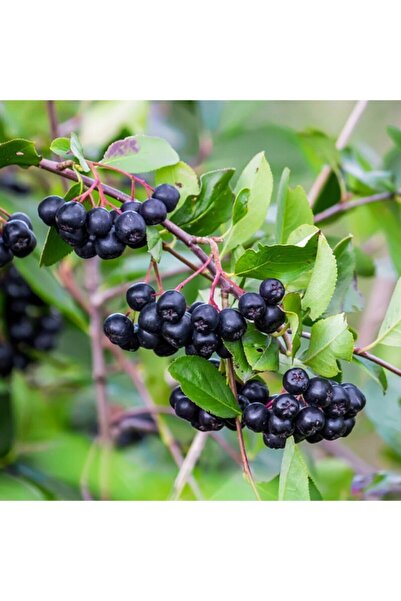 Bitki Dizayn Tüplü Chokeberry Aronya Rus Yaban Mersini Fidanı