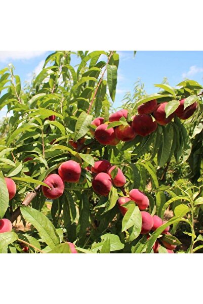 Bitki Dizayn Tüplü Yarı Bodur Paraguaya Basık Yassı Domates Şeftali Fidanı