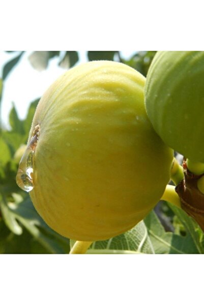 Bitki Dizayn Tüplü Beyaz Ballı Tatlı Incir Fidanı