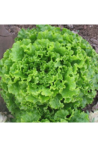 Karahasanoğlu Tarım Yerli Kışlık Kıvırcık Marul Tohumu (10 Gr Ort 7500 Ad Tohum)