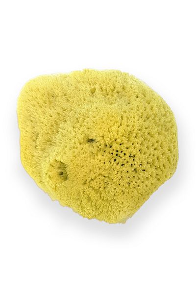 BAZAAR 4 Mediterranean Sea Sponge (Unpraced) 003