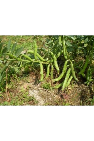 Portakal Çiçeği Doğal Ürünler Arşın Bakla (badıç) Taze Ve Iç Bakla Tohumu(20 ...