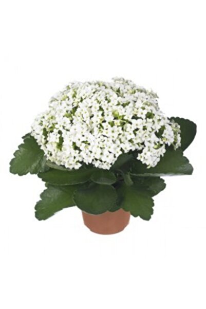 LİLYA BOTANİK Kalanchoe Canlı Çok Çiçekli Kalanşo Çiçeği