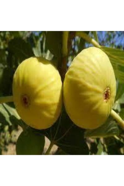 Yellow Lobe Fig Seedling \ 30-50 Cm )