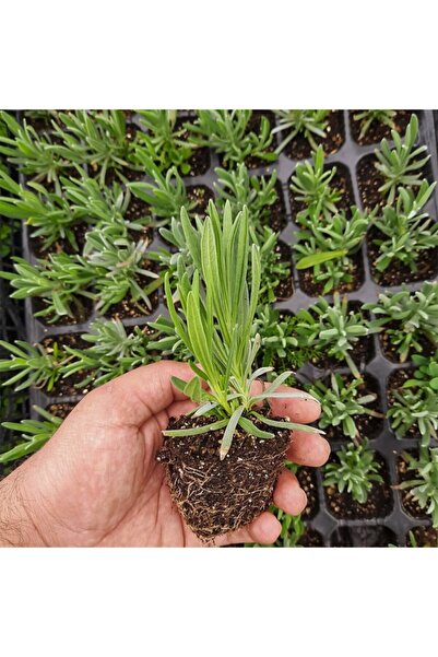 The Best Online Thebestonline Lavanta Fidesi, Saksıda, 10-15 Cm, 1 Adet