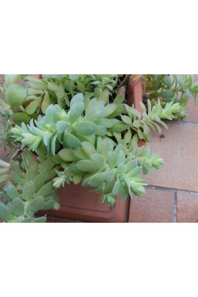 ruzgarbotanik Sedum Palmeri Skulent (sarkan Rozet)