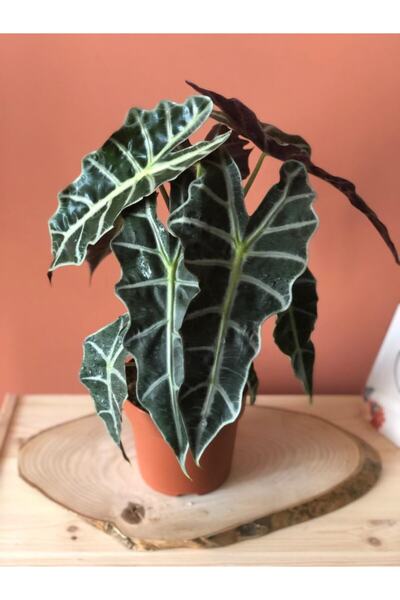 ParmiaGarden Fil Kulağı Bitkisi Alocasia Polly