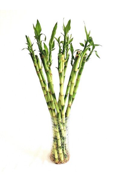 FloweryBox Şans Bambusu Bamboo 80cm Ithal 1 Adet