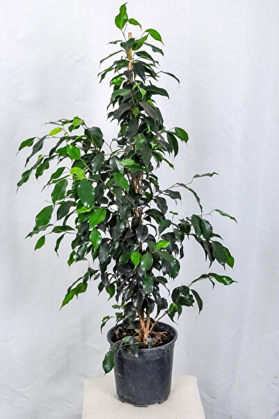 Ficus Danielle 100 Cm