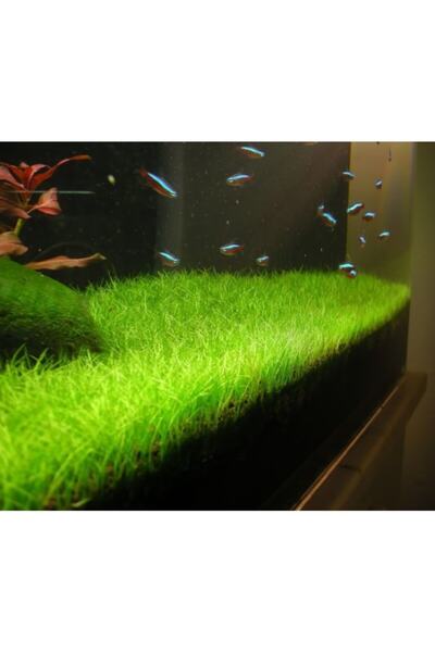 Genel Markalar Eleocharis Mini Parvula 1 Bağ Akvaryum Bitkisi - - Akvaryum Zemin Bitkisi