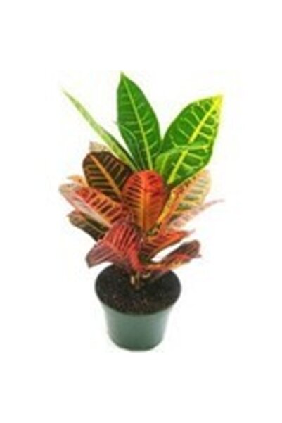 İklim Flowers Kraton Bitkisi Croton Petra 17 Cm Saksıda 60 Cm Salon Bitkisi Ofis Bitkisi Ev Bitkisi