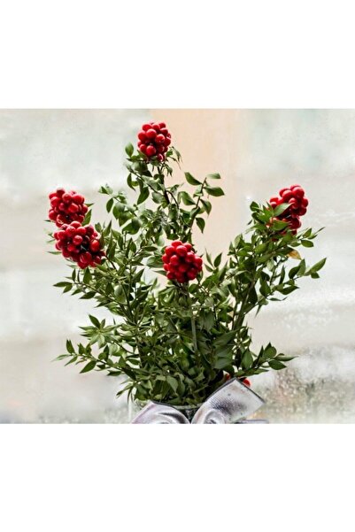 TURKİYE FİDAN Kokina Yılbaşı Çiçeği Buket