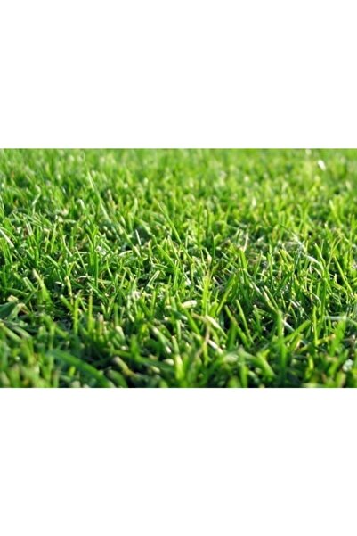 Ekodoğa Çim Tohumu 500 gr 4 Karışım Çim Tohum Basmaya Dayanıklı Çim Tohumu Su...