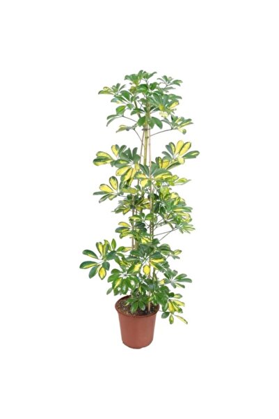 İklim Flowers "" Salon Bi?tki?leri? Şeflera Çiçeği 60 Cm