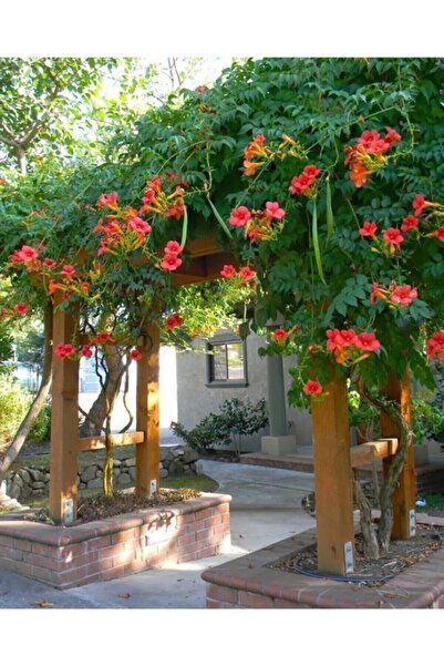 DH STORE Acem Borusu ( Campsis Radicans ) Sarmaşık Fidanı 50-60 cm Acem
