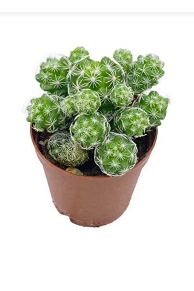 Dilek Mammillaria Gracilis Dantelli Kaktüs