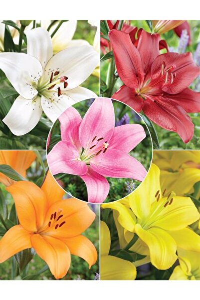 CANBOTANİK 5 Adet Karışık Lilyum Zambak Çiçek Soğanı