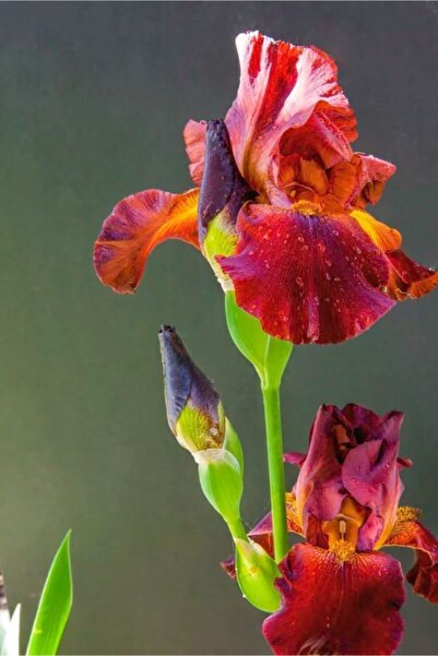 CANBOTANİK 1 Adet Iris Süsen Çiçek Soğanı-kızıl Renk