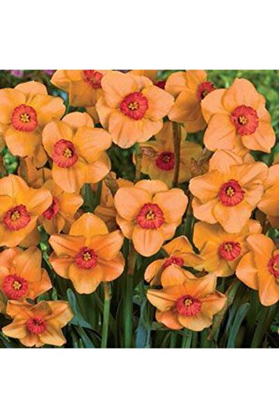 CANBOTANİK 5 Adet Kokulu Turuncu Nergis Soğanı ÖZEL TÜR ORANGERY