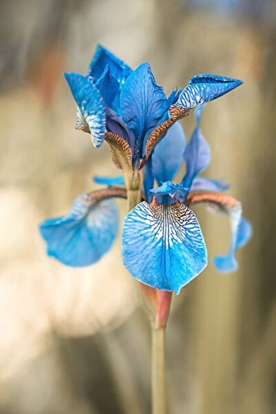 CANBOTANİK 1 Adet Iris Süsen Çiçek Soğanı-mavi