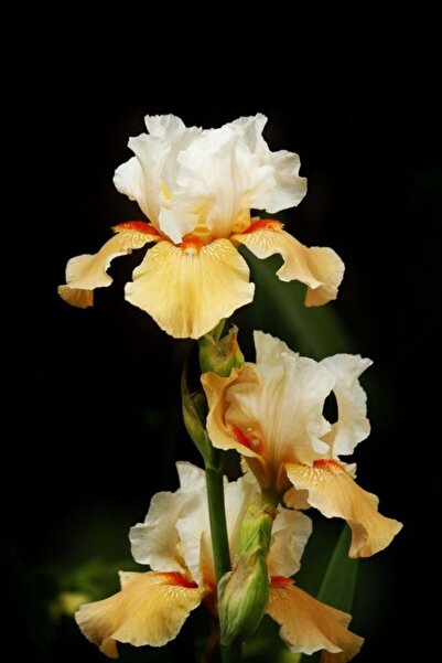 CANBOTANİK 1 Adet Iris Süsen Çiçek Soğanı-kavuniçi