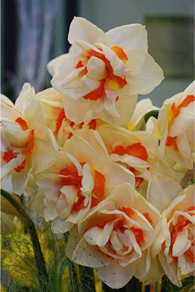 CANBOTANİK 5 Adet Kokulu Portakal Nergis Soğanı