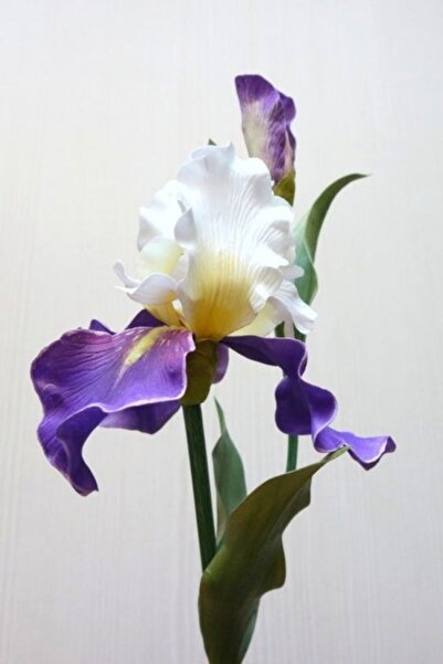 CANBOTANİK 1 Adet Iris Süsen Çiçek Soğanı-ebruli Mor