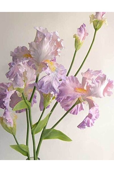 CANBOTANİK 1 Adet Iris Süsen Çiçek Soğanı-uçuk Lila