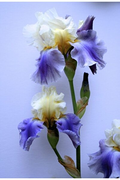 CANBOTANİK 1 Adet Iris Süsen Çiçek Soğanı-mavi Beyaz