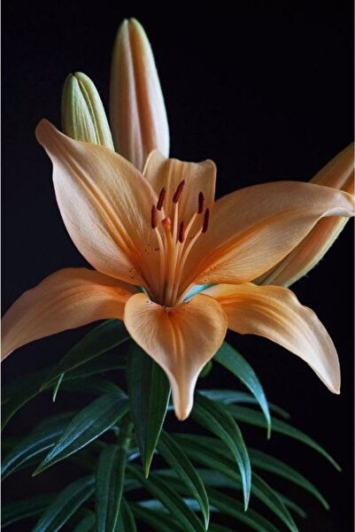 CANBOTANİK 2 Adet Lilyum Zambak Çiçek Soğanı Yavruağzı