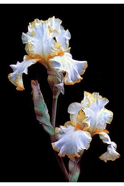 CANBOTANİK 1 Adet Iris Süsen Çiçek Soğanı-altın Kenarlı