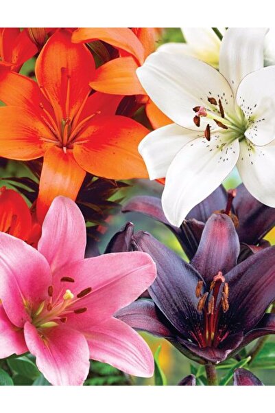 CANBOTANİK 4 Adet 4 Renk Lilyum Zambak Çiçek Soğanı