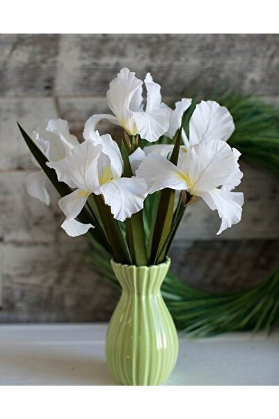 CANBOTANİK 1 Adet Iris Süsen Çiçek Soğanı-beyaz
