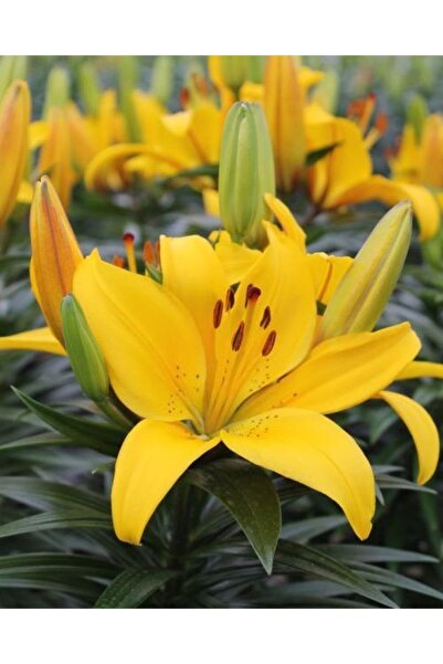 CANBOTANİK 2 Adet Lilyum Zambak Çiçek Soğanı-sarı