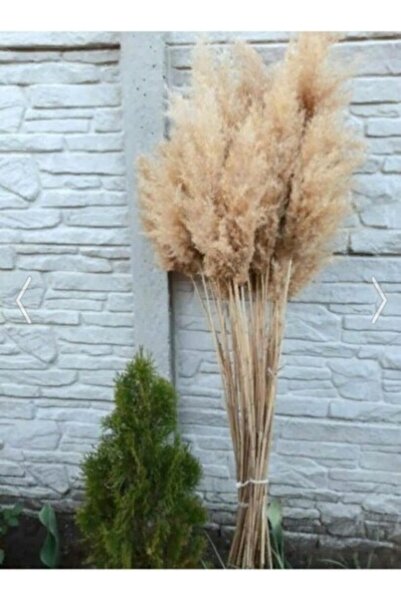 Genel Markalar 7 Adet Şoklanmış Pampas Kuru Çiçek