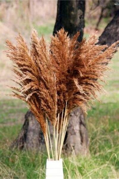 kervansarayavm Kahve Kuru Çiçek Pampas 15 Adet 100 cm