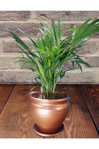 hayat ağacı Çömlek Saksı