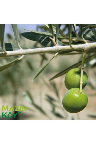 MAZINKÖY ZEYTİNYAĞI Erken Hasat Soğuk Sıkım Naturel Sızma Zeytinyağı (5lt) Yeni Sezon Tek Bahçe