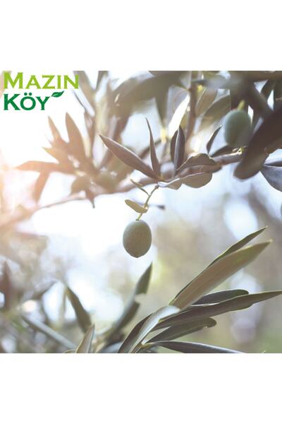MAZINKÖY ZEYTİNYAĞI Erken Hasat Soğuk Sıkım Naturel Sızma Zeytinyağı (18lt) Yeni Sezon